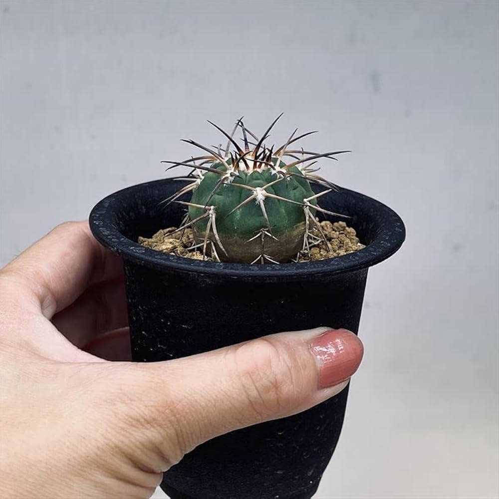 ギムノカリキウム天平丸　山木サボテン 楽天市場】サボテン：ギムノカリキウム 短刺天平丸 ツギ*幅4.5